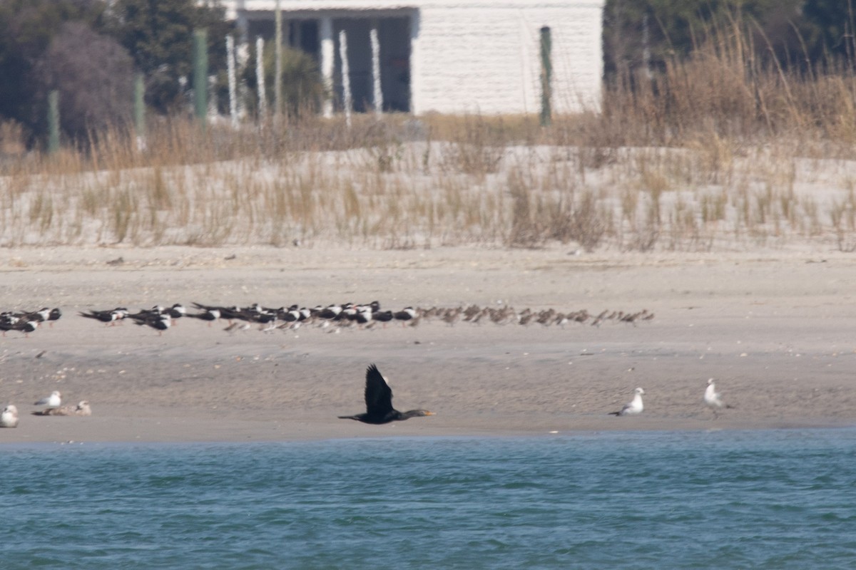 Black Skimmer - ML616182487