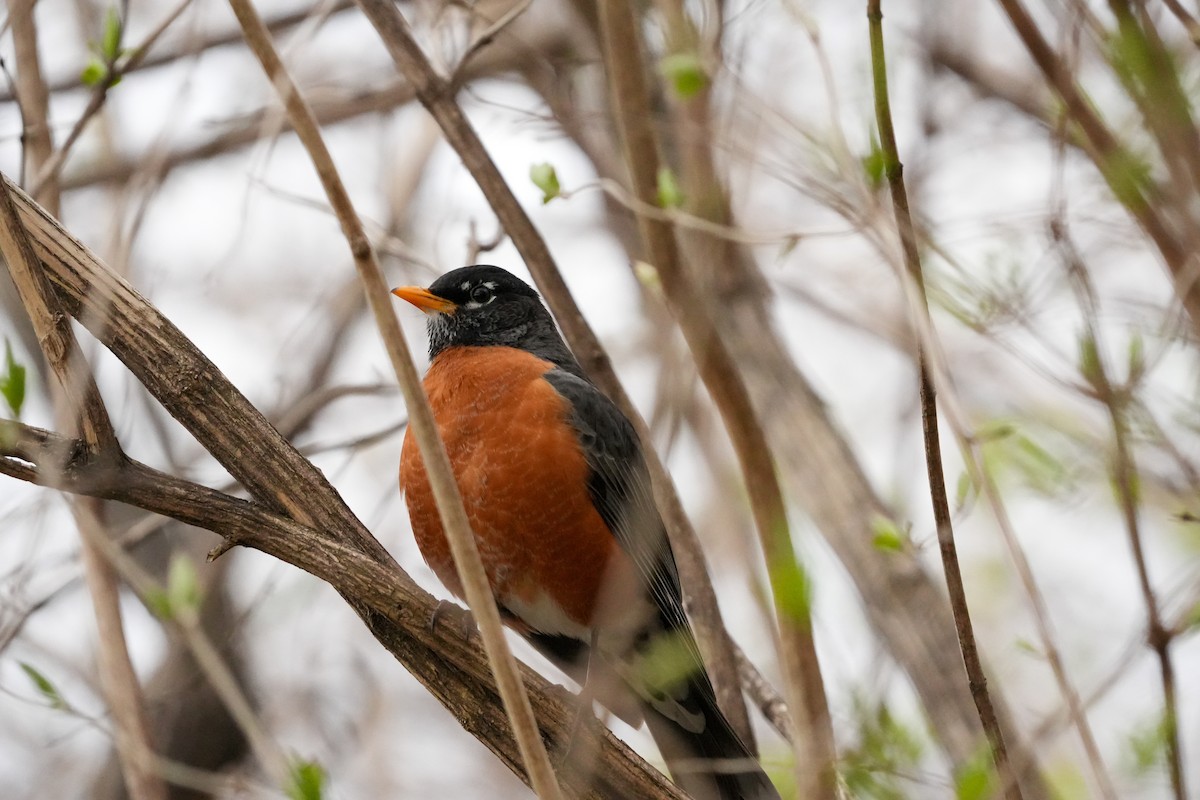 American Robin - Tony Birder