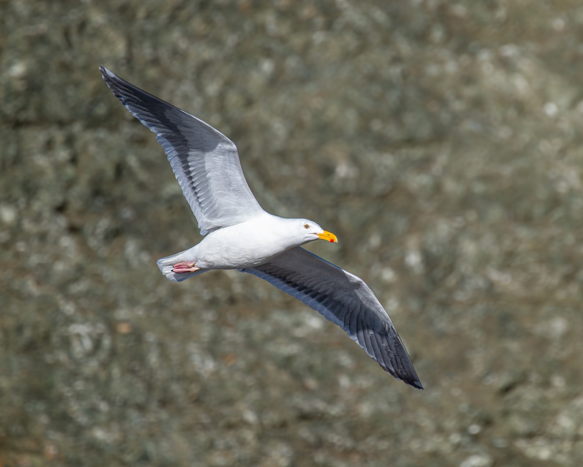 Western Gull - Peter Rosario