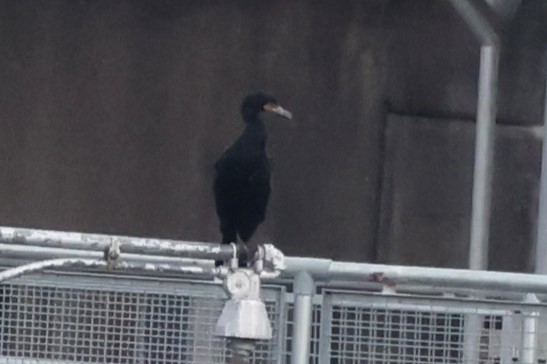 Double-crested Cormorant - ML616182588