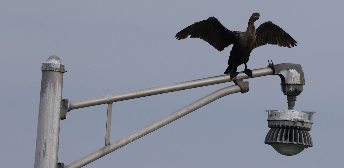 Double-crested Cormorant - ML616182589