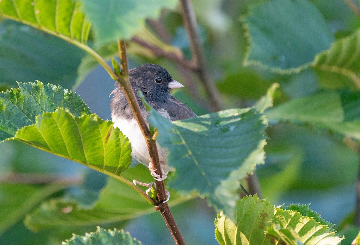 Dark-eyed Junco - ML616182593