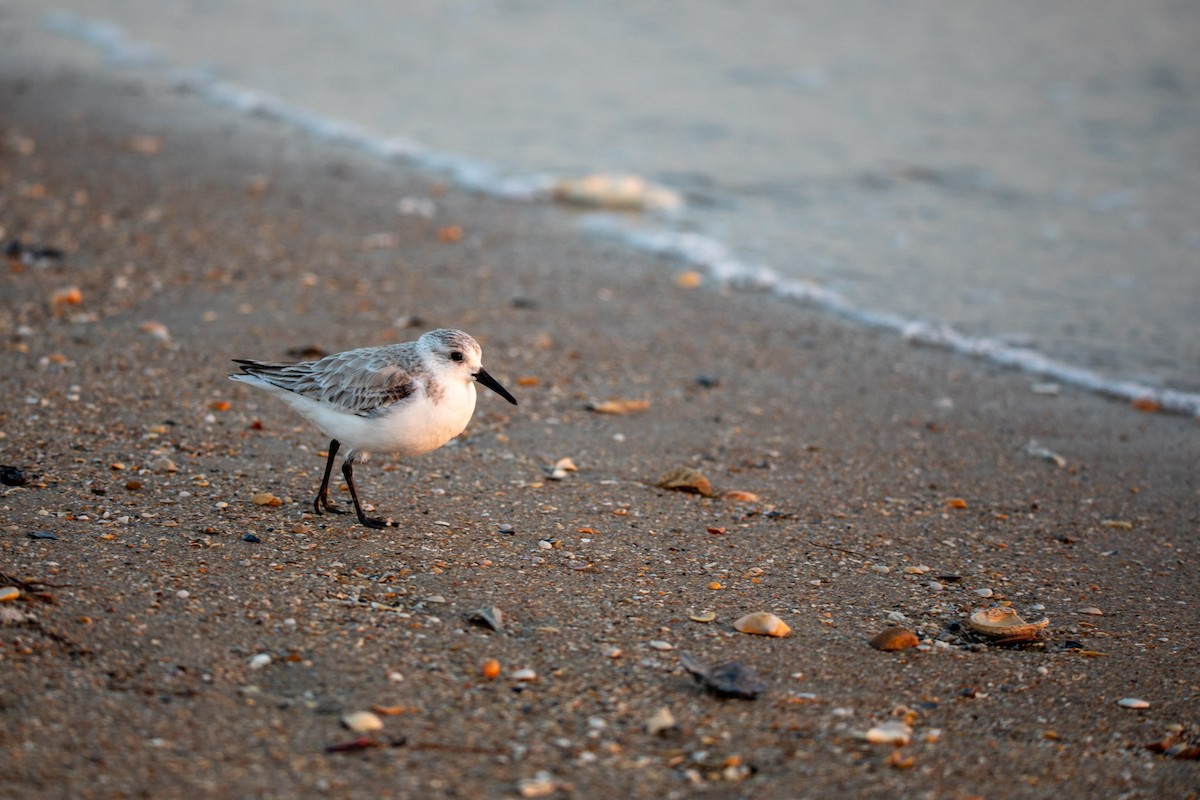 Bécasseau sanderling - ML616182602