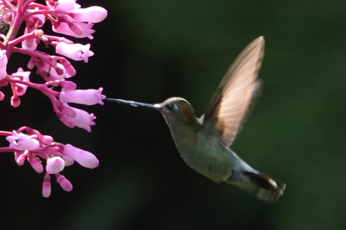 Blue-fronted Lancebill - Peter Blancher