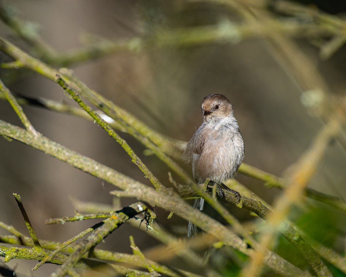 Bushtit - Peter Rosario