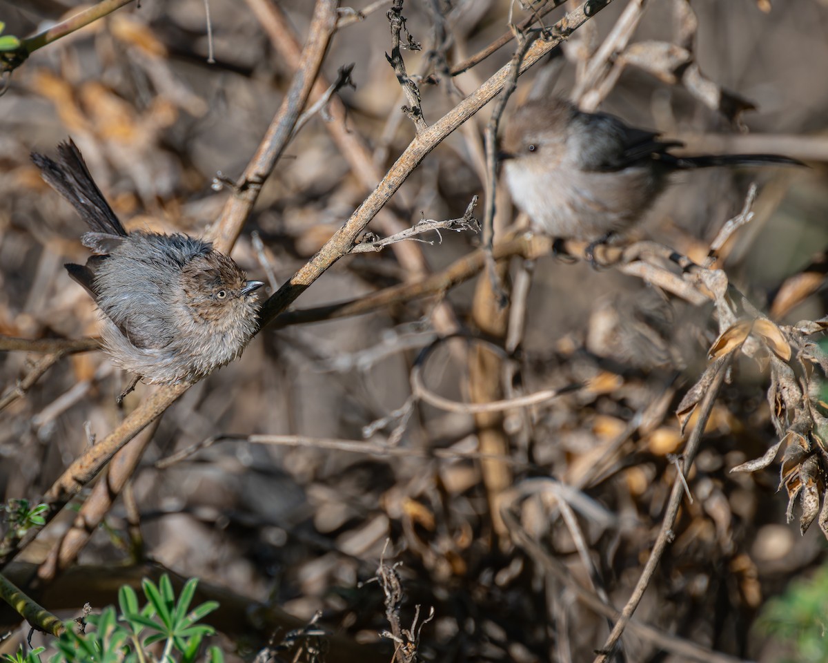 Bushtit - Peter Rosario