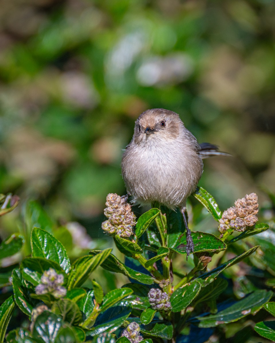 Bushtit - Peter Rosario