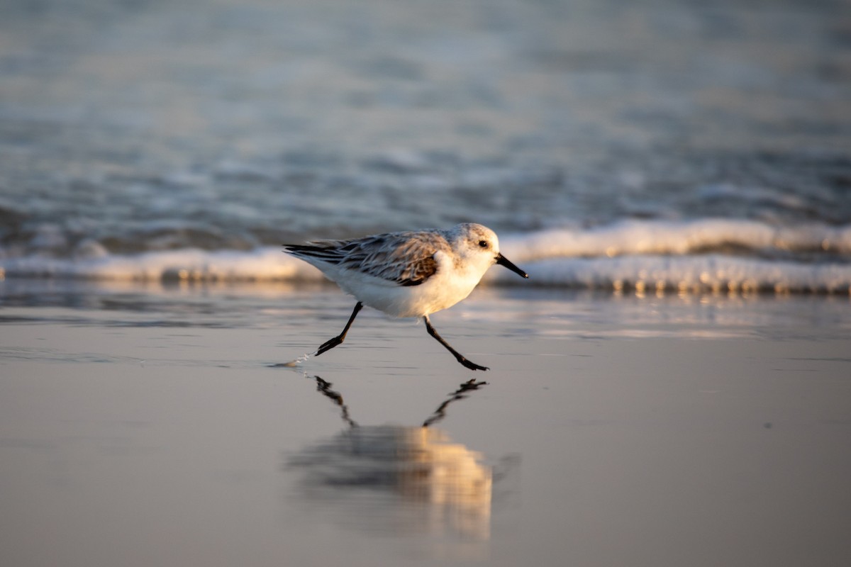 Bécasseau sanderling - ML616182657