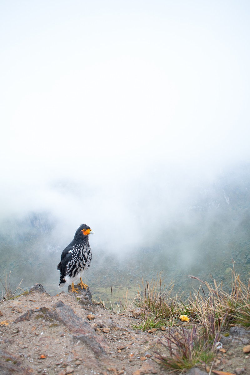 Carunculated Caracara - Ian Hearn