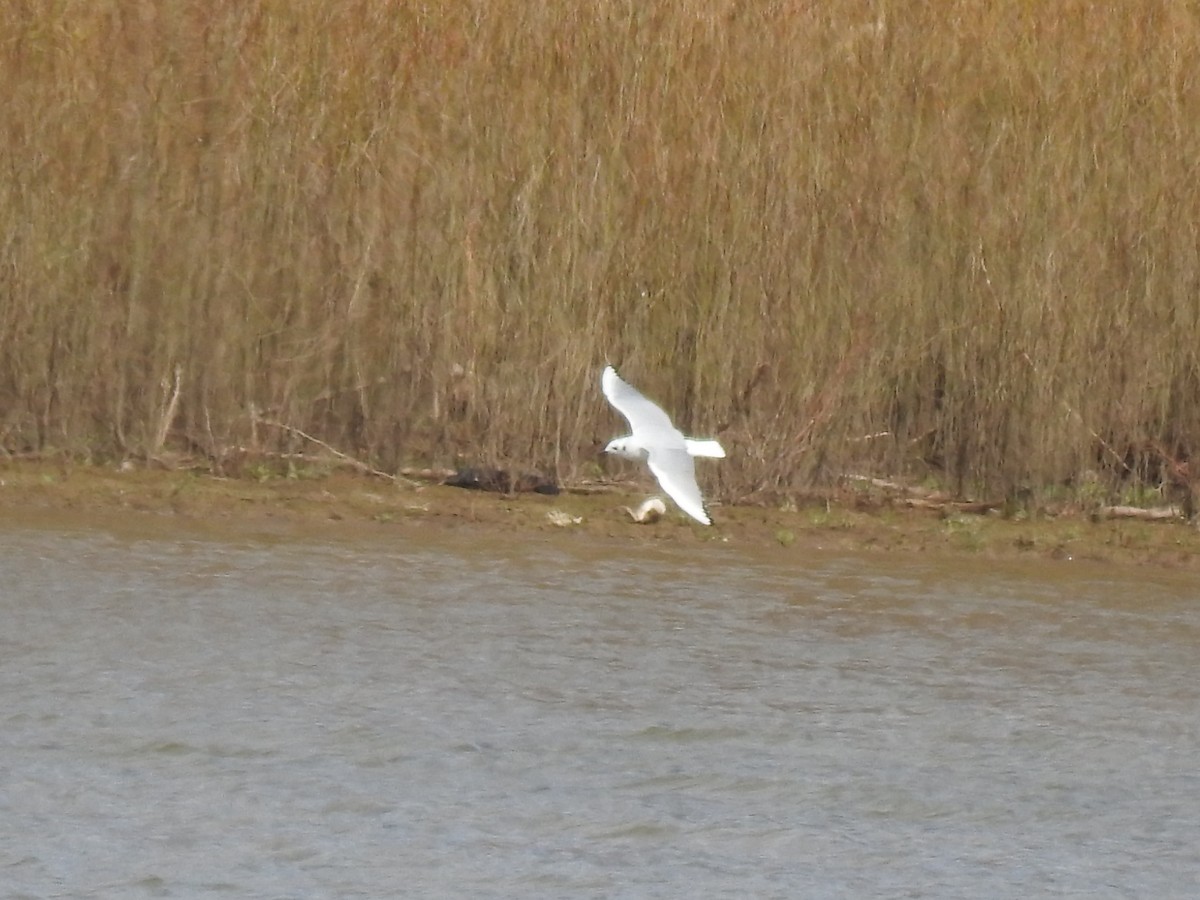 Bonaparte's Gull - ML616182798