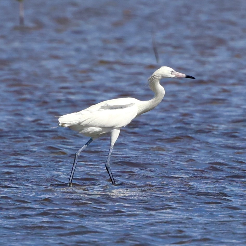 Reddish Egret - ML616182802