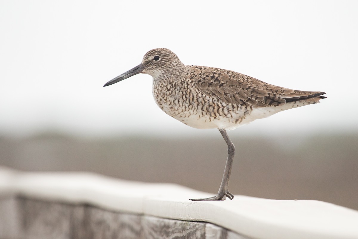 Willet - ML616182935