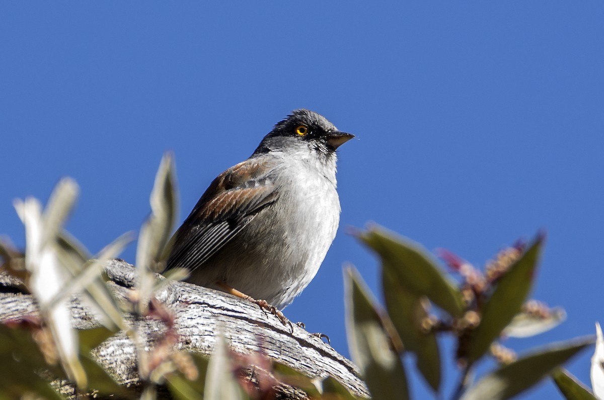 Yellow-eyed Junco - ML616182949