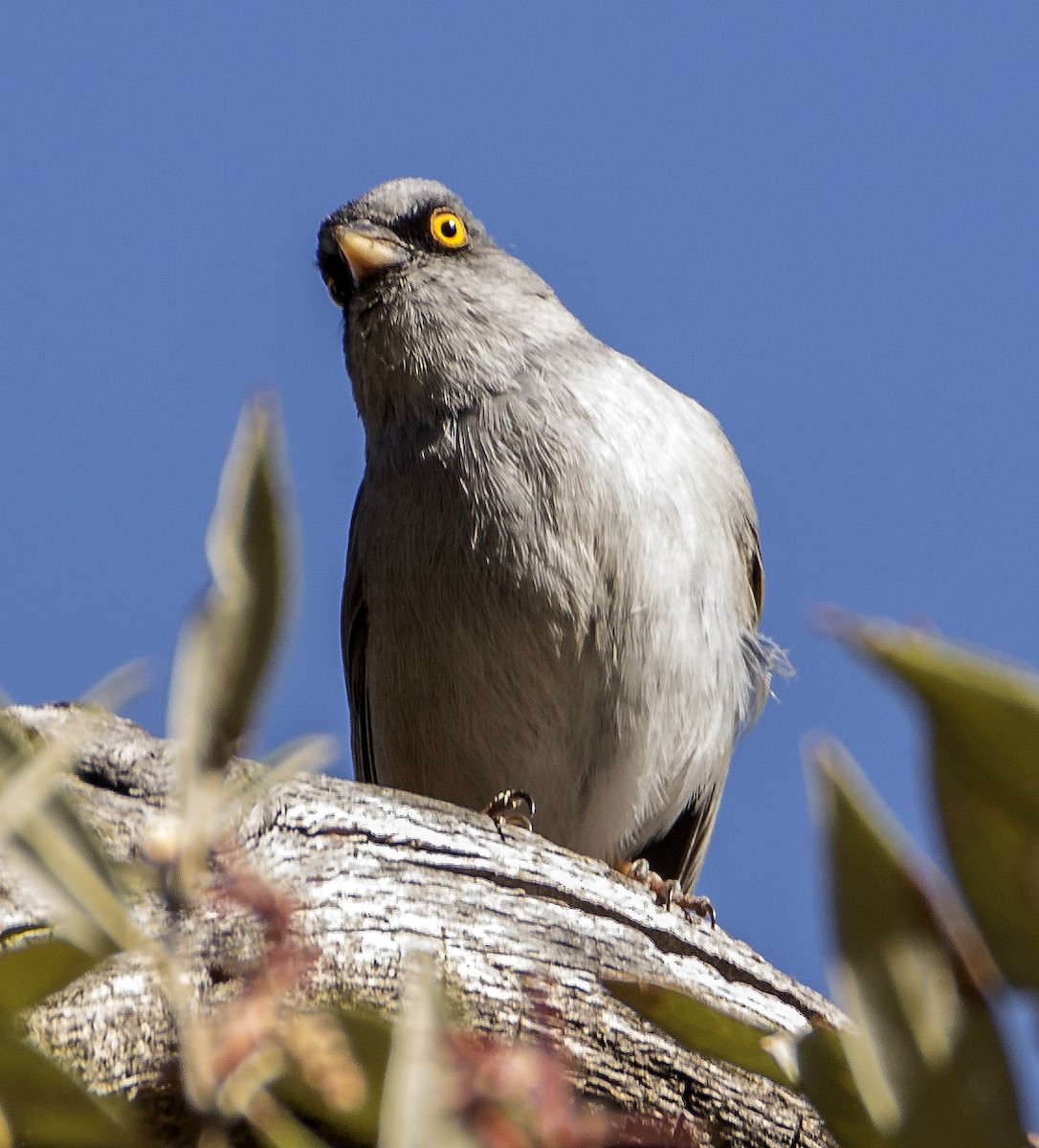 Yellow-eyed Junco - ML616182950