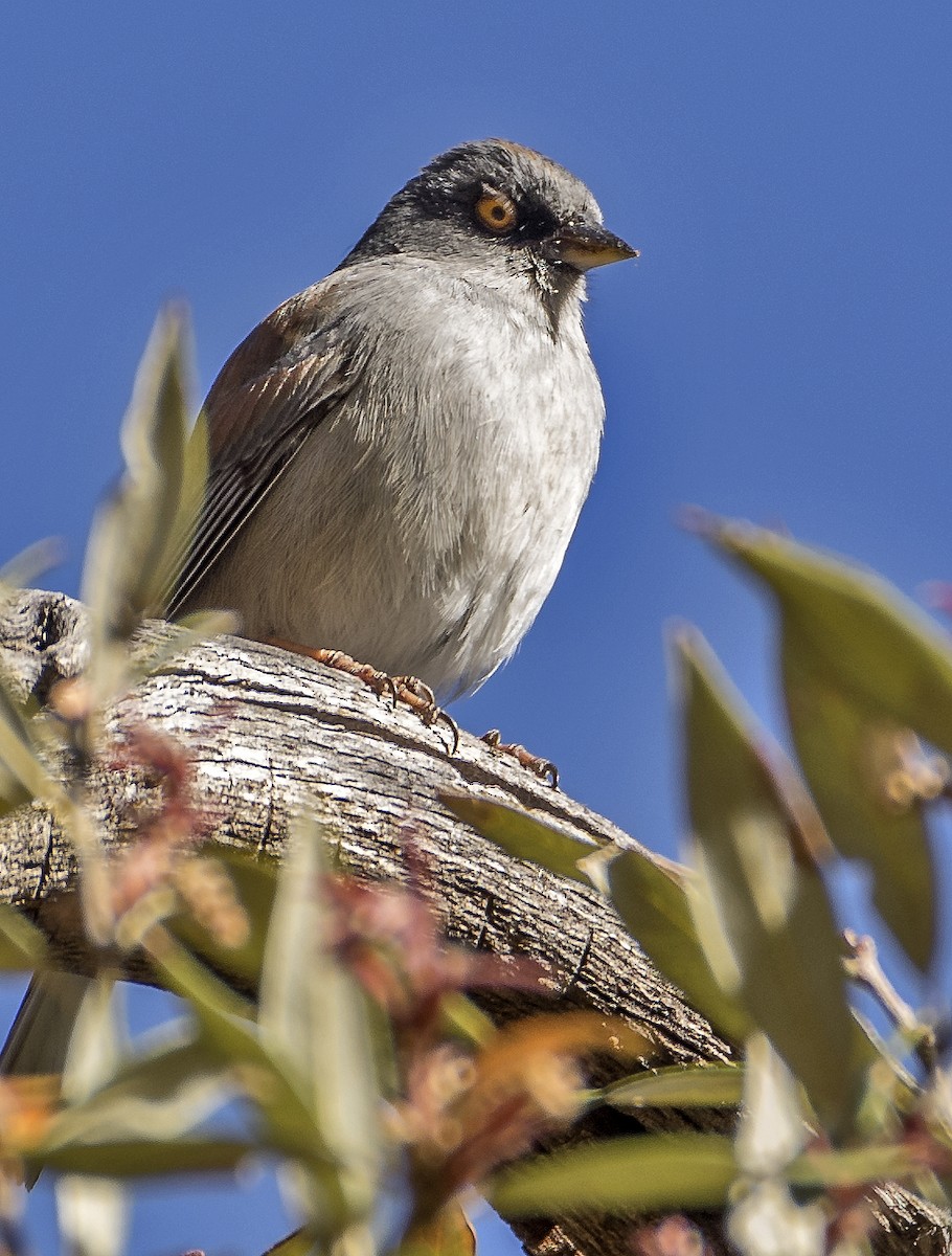 Yellow-eyed Junco - Ken  Czworka