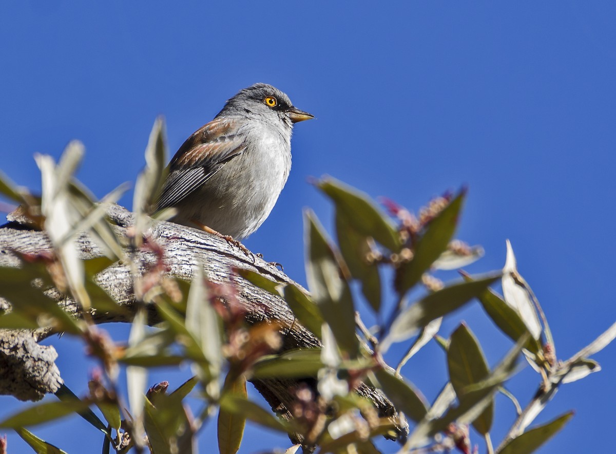 Yellow-eyed Junco - ML616182952