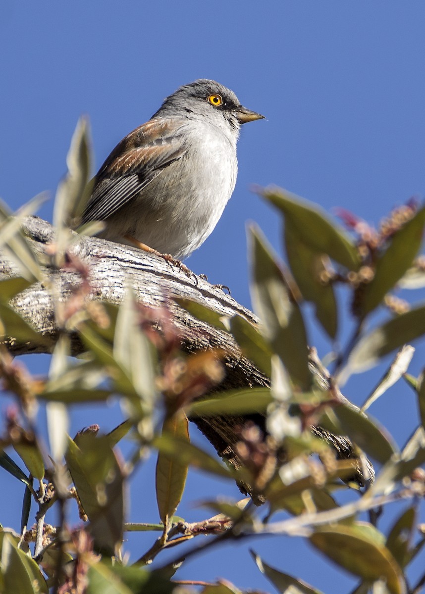 Yellow-eyed Junco - ML616182953