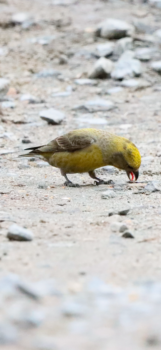 Red Crossbill - ML616182986