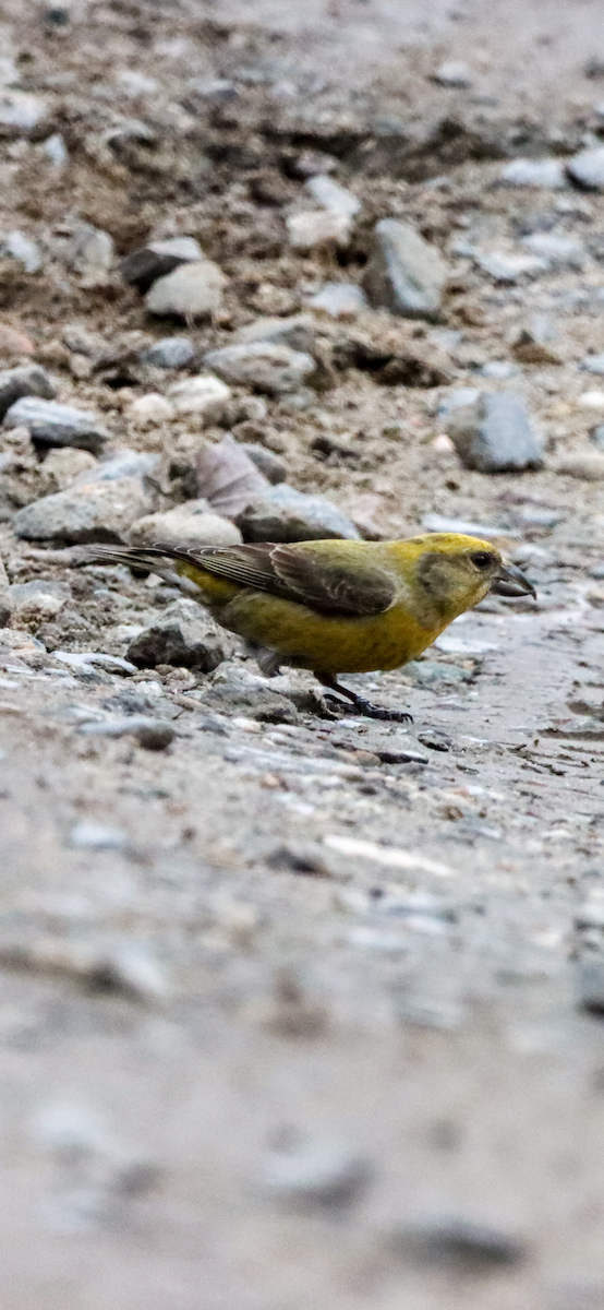 Red Crossbill - ML616182988