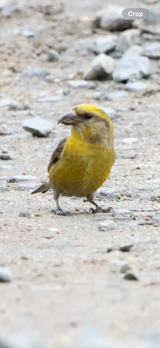 Red Crossbill - Michelle Chase