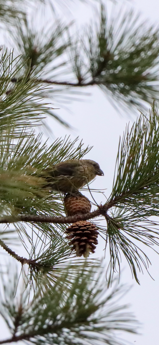 Red Crossbill - ML616182995