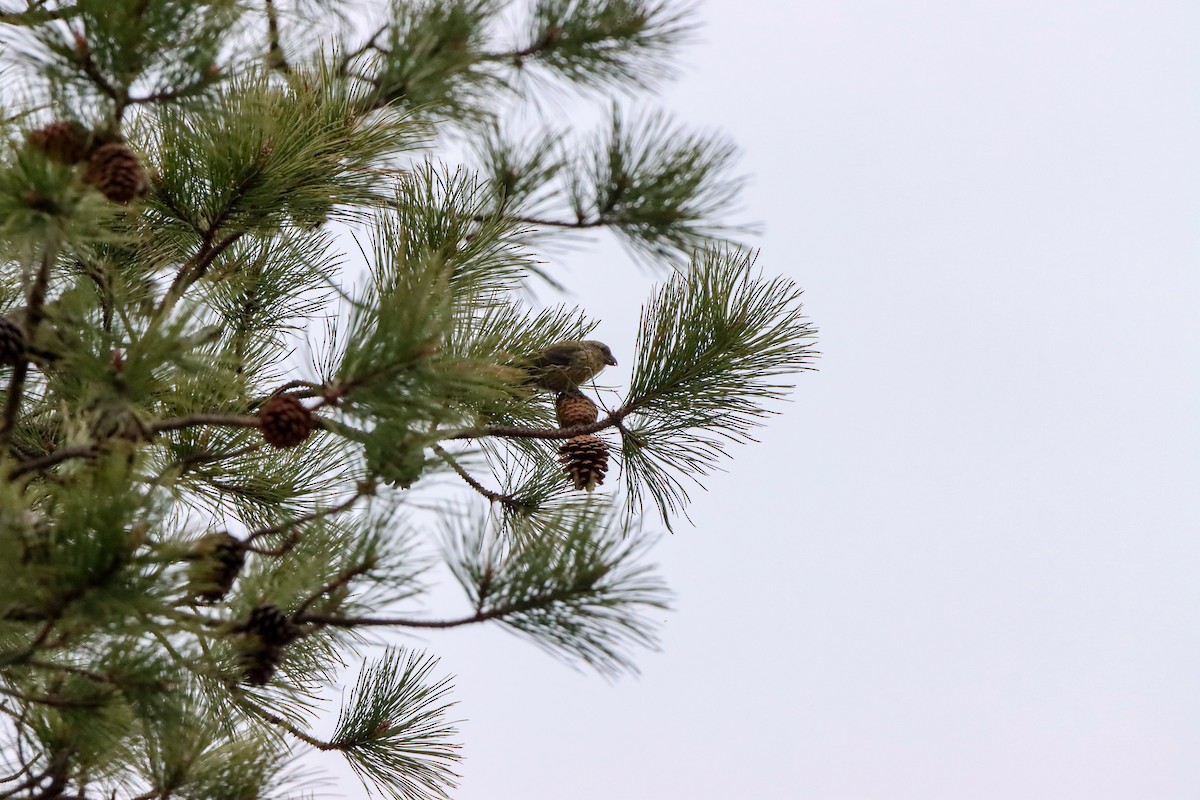 Red Crossbill - Michelle Chase