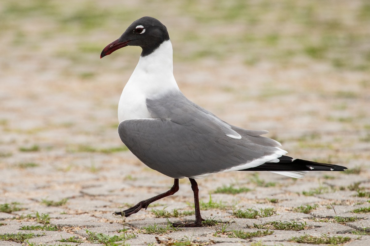 Mouette atricille - ML616182999