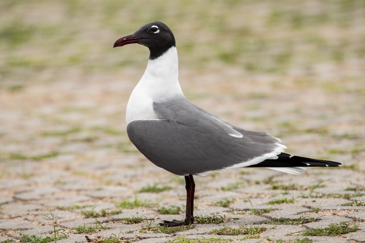 Mouette atricille - ML616183000