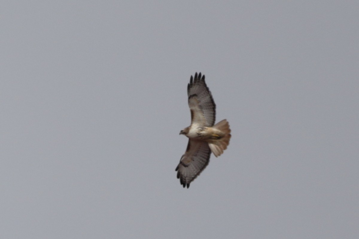 Red-tailed Hawk - Steve McNamara