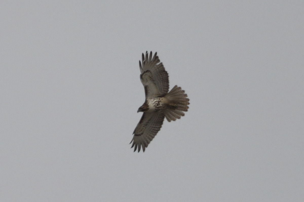 Red-tailed Hawk - ML616183044