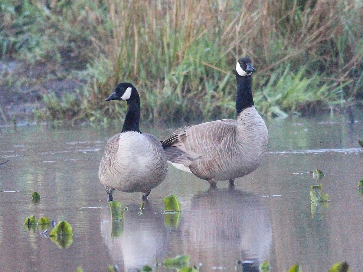 Canada Goose - ML616183069