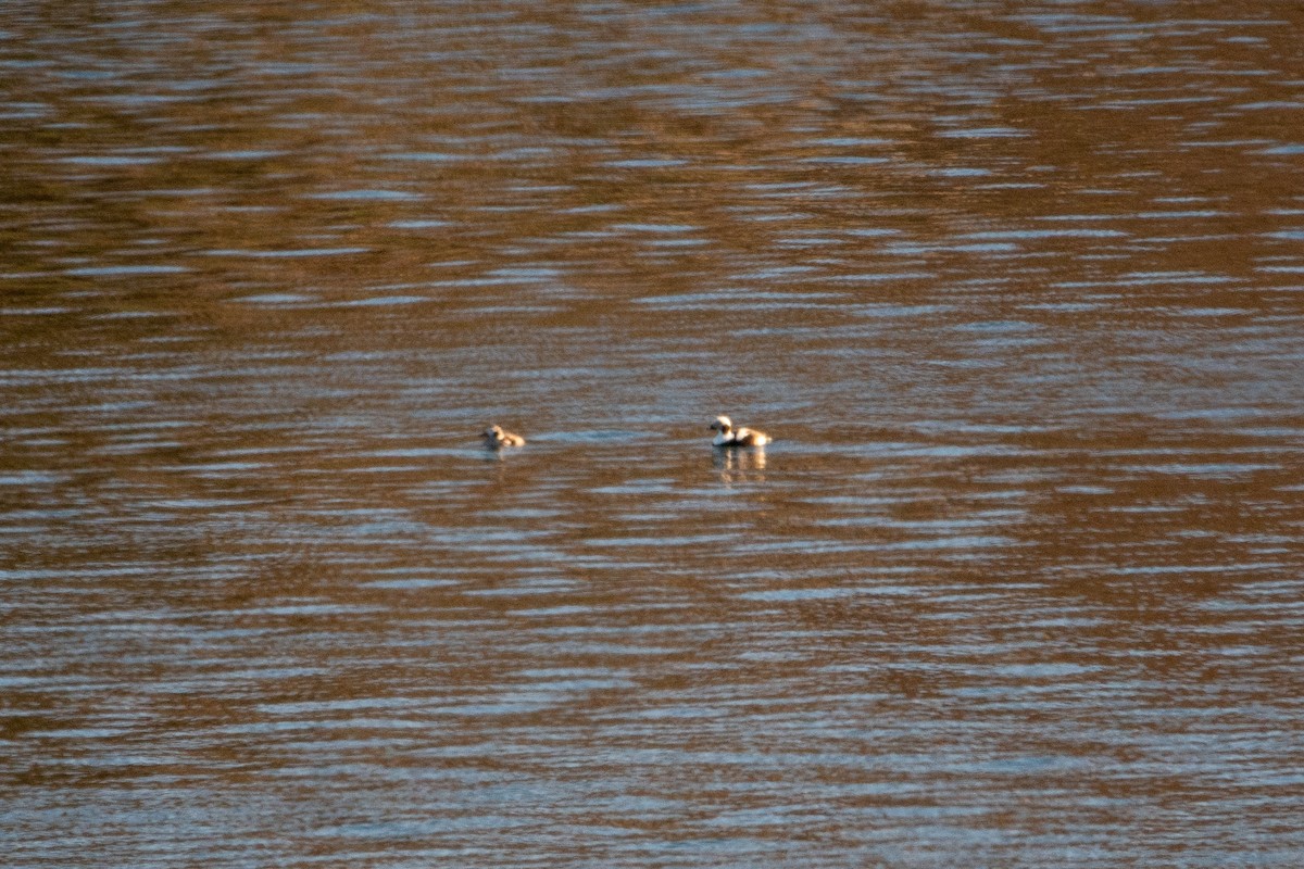 Long-tailed Duck - ML616183080