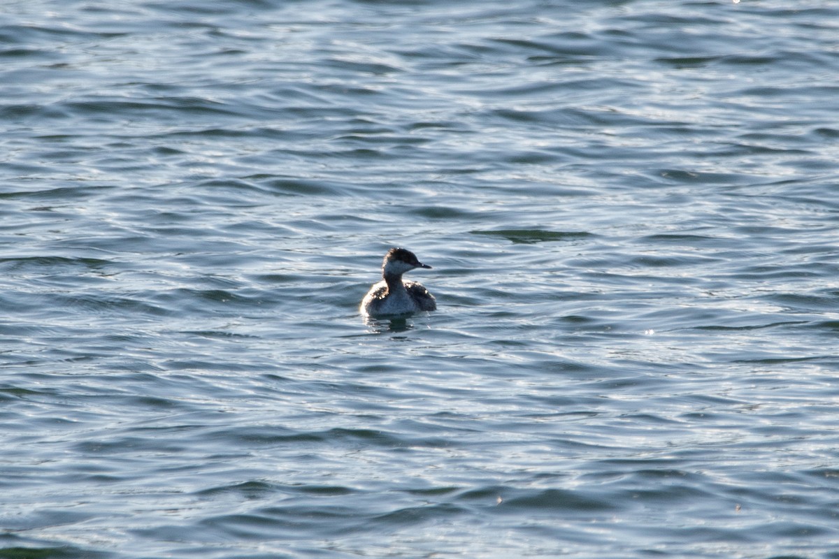 Horned Grebe - ML616183094