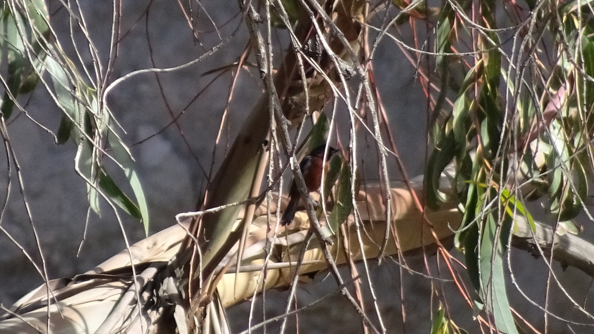 Black-throated Flowerpiercer - ML616183107