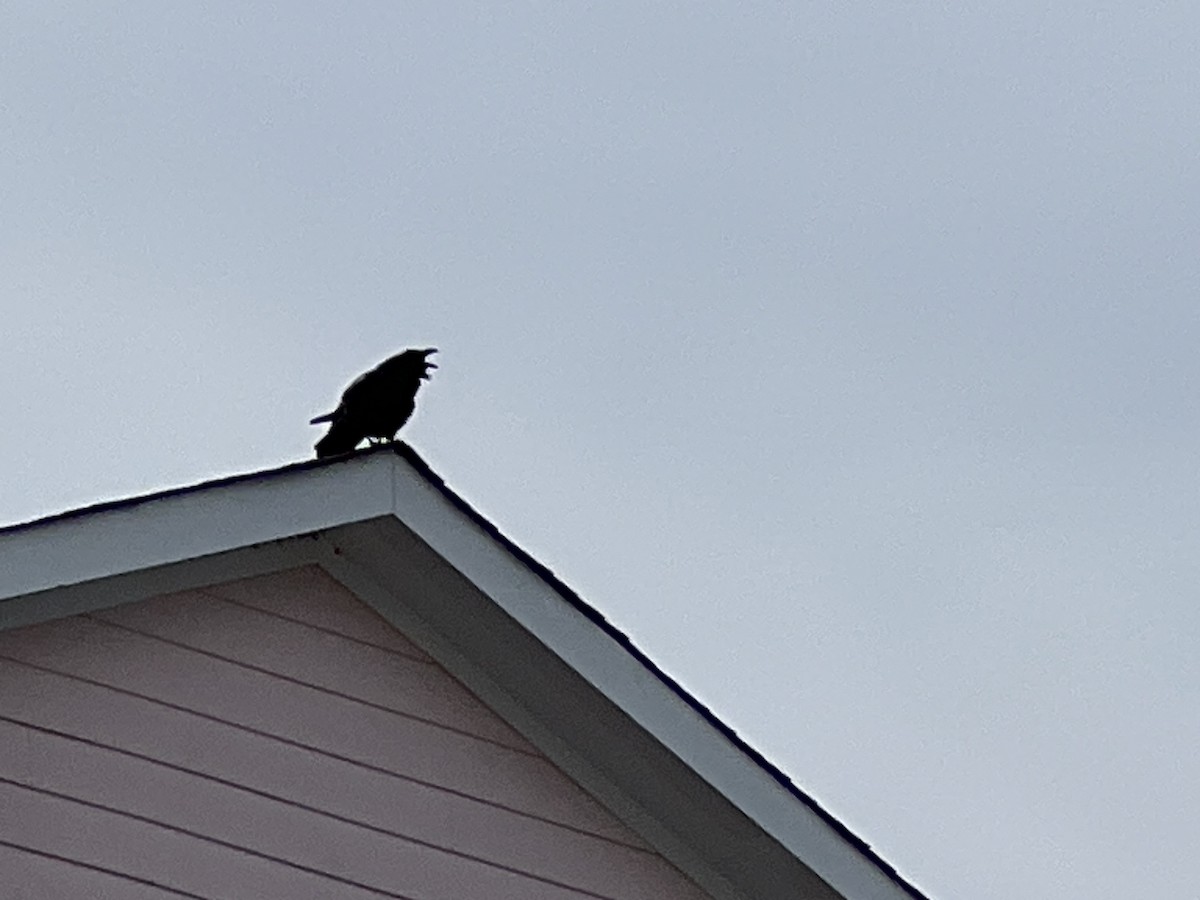 Common Raven - ML616183165