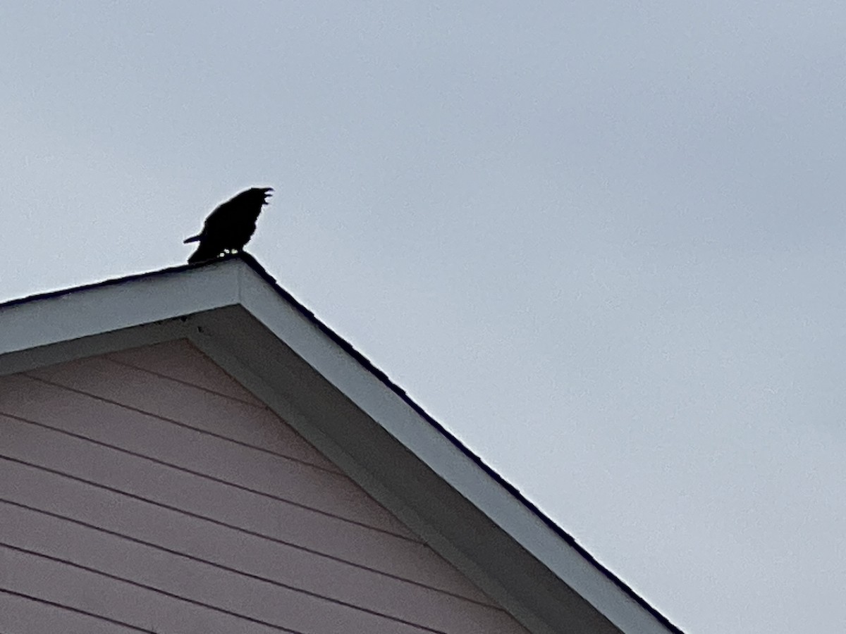 Common Raven - ML616183166