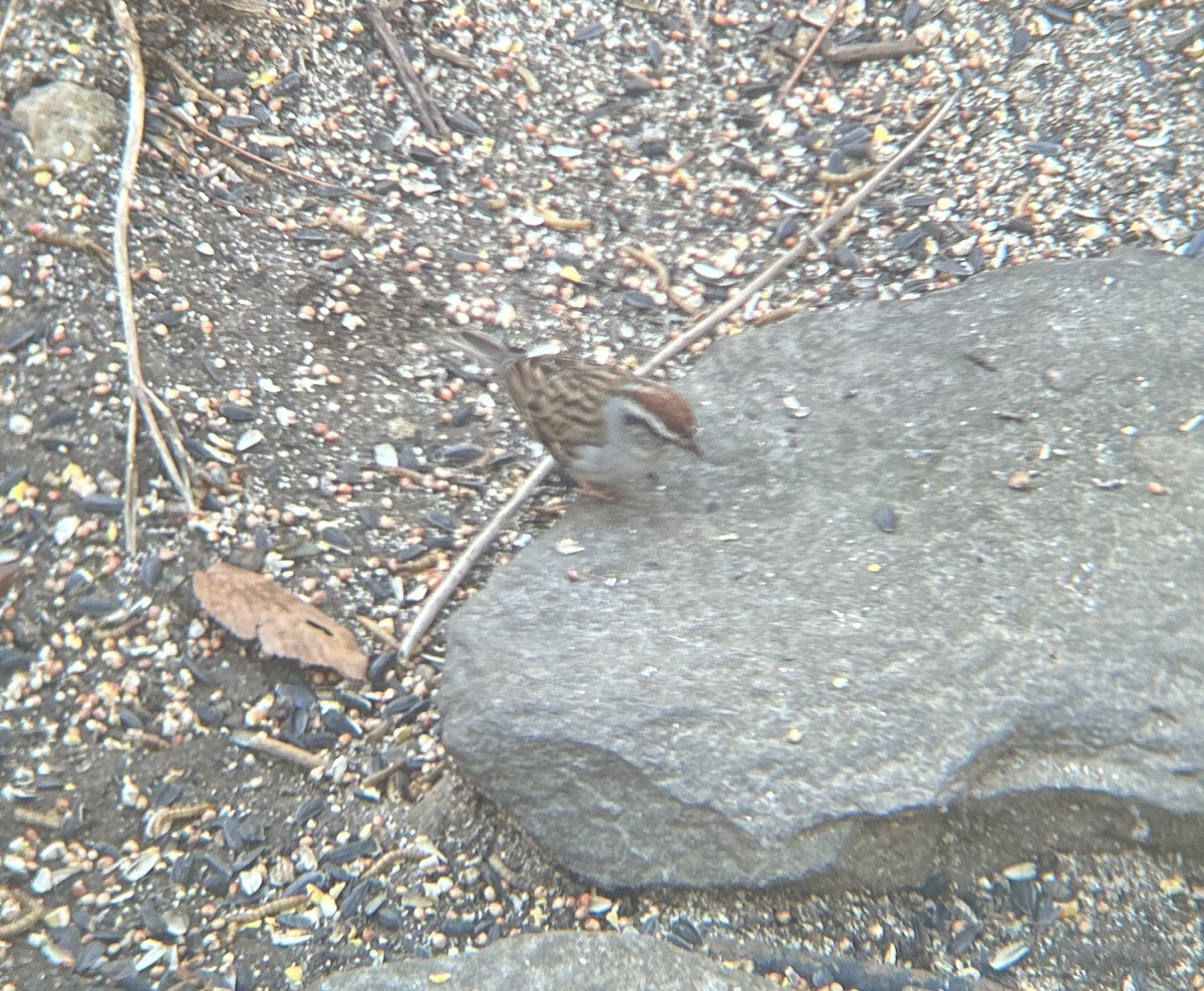 Chipping Sparrow - Eliza Wein