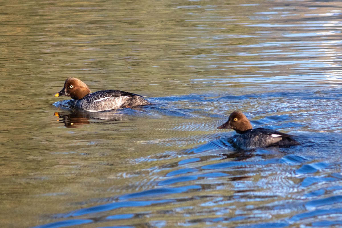 Common Goldeneye - ML616183202