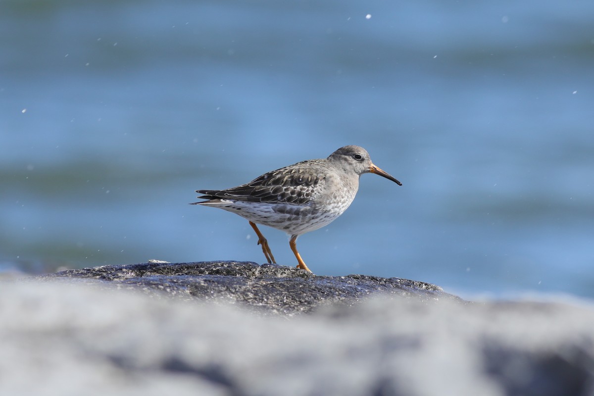 Purple Sandpiper - Joshua Gant