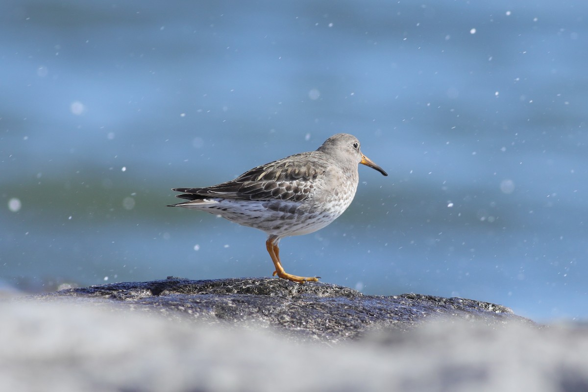 Purple Sandpiper - ML616183256