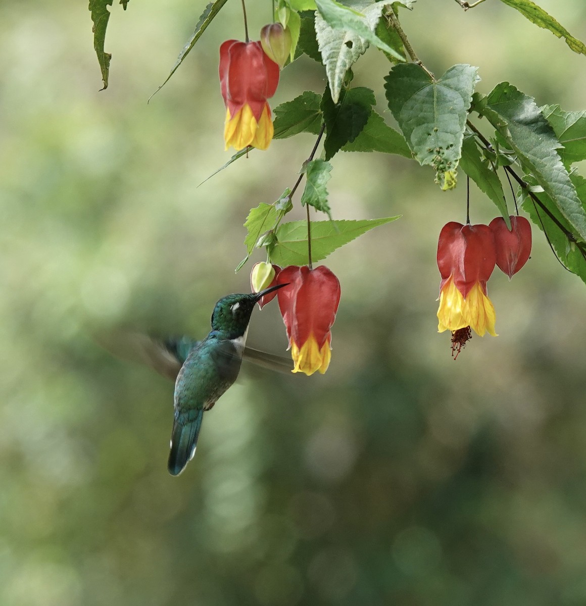 kolibřík bělohrdlý - ML616183260