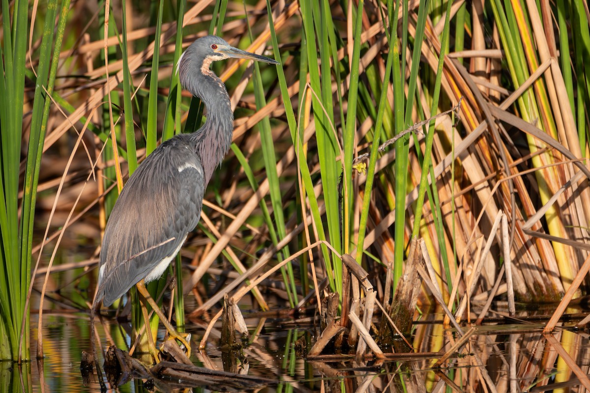 Tricolored Heron - Percy Ulsamer