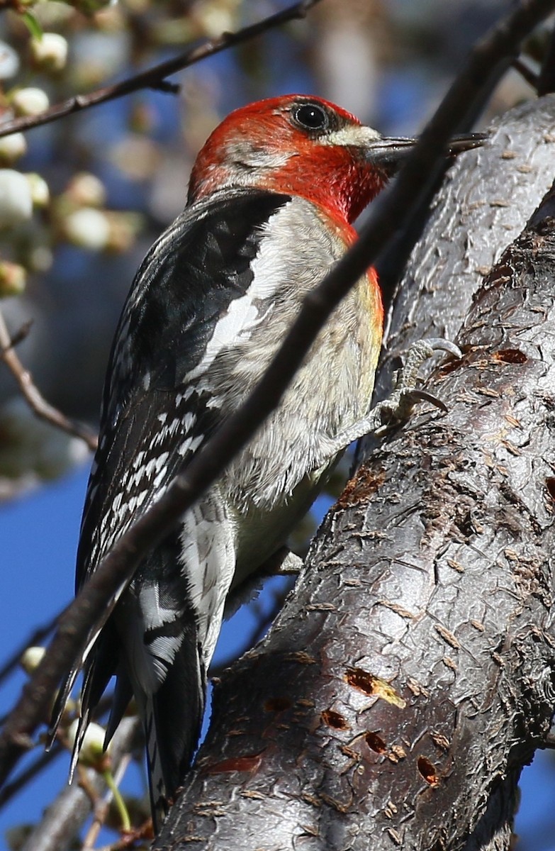 Red-breasted Sapsucker - ML616183362