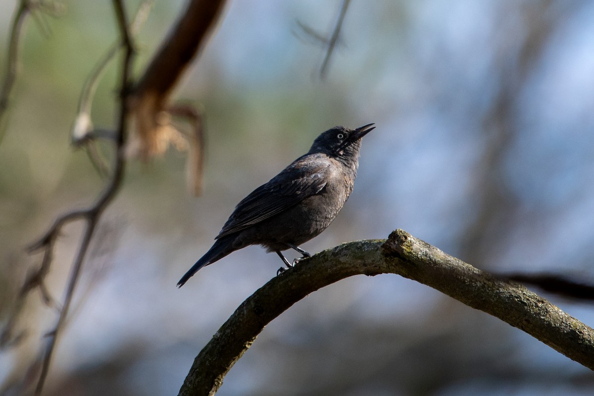 Rusty Blackbird - ML616183370