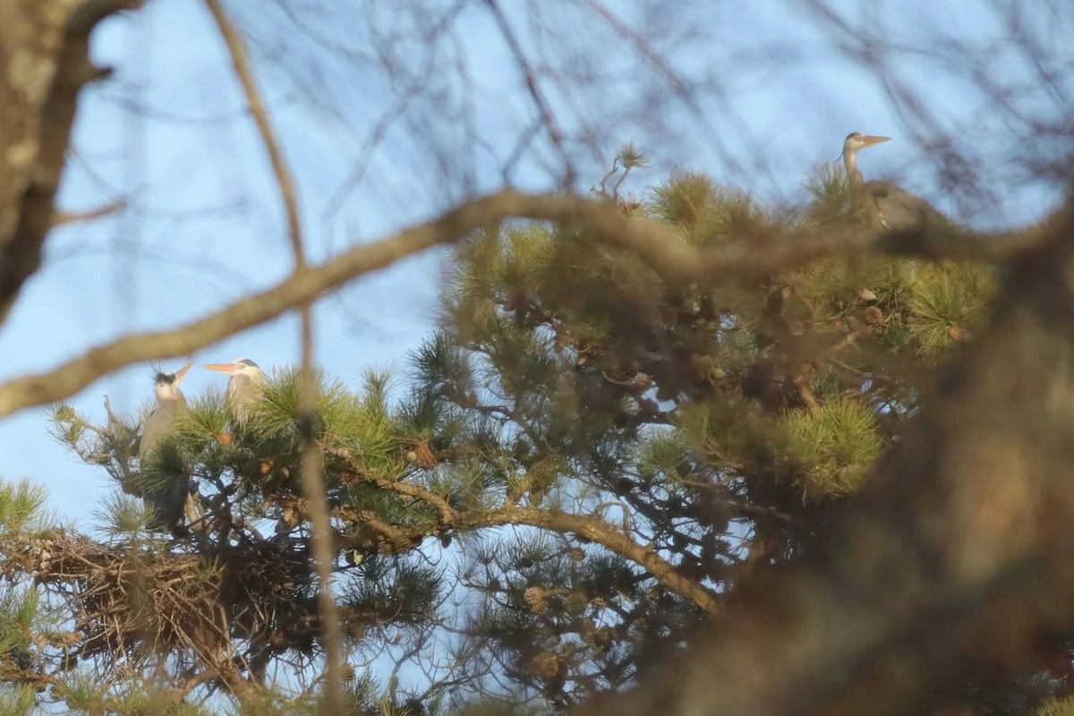 Great Blue Heron (Great Blue) - ML616183397