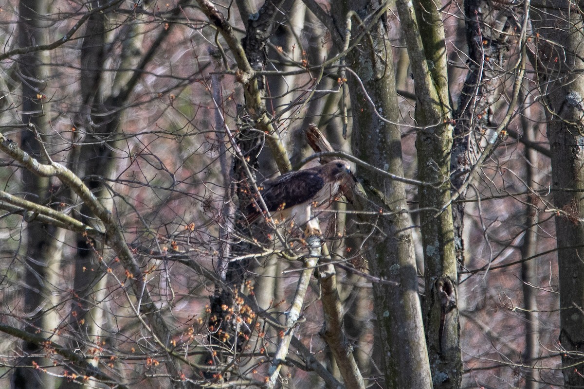 Red-tailed Hawk - ML616183430