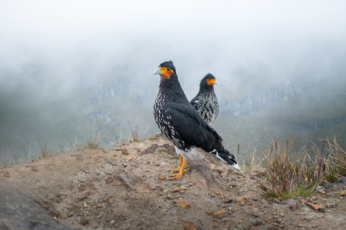 Carunculated Caracara - Ian Hearn