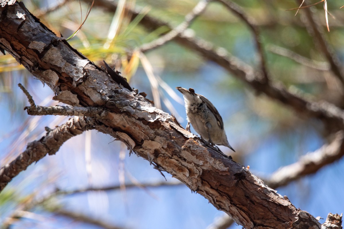 Brown-headed Nuthatch - ML616183474