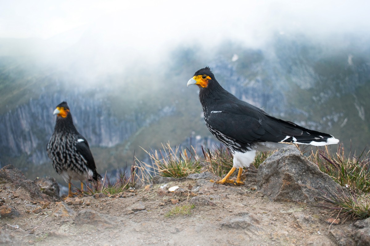 Carunculated Caracara - ML616183497