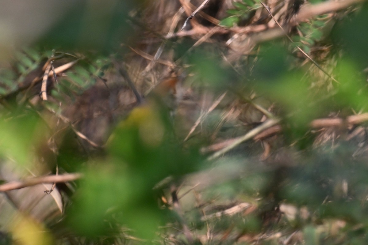 Common Tailorbird - ML616183540